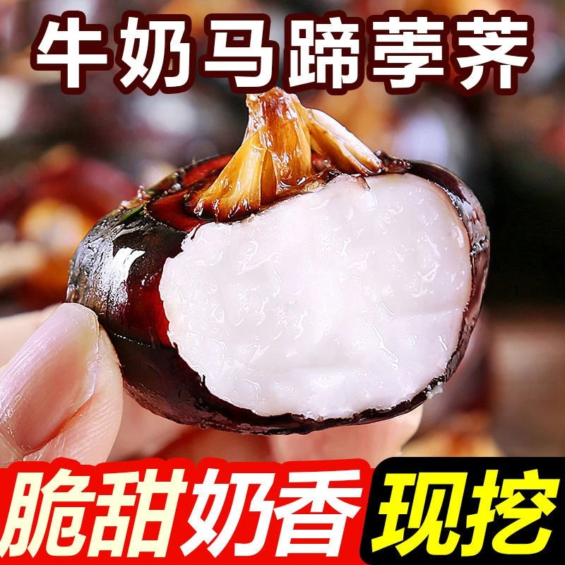 【净重五斤】新鲜马蹄荸荠农家自种地栗脆甜多汁现挖现发