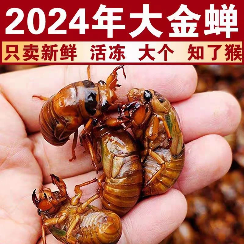 （顺丰包邮）2024新鲜大个金蝉知了猴知了龟爬叉蚕蛹速冻原味金白蝉