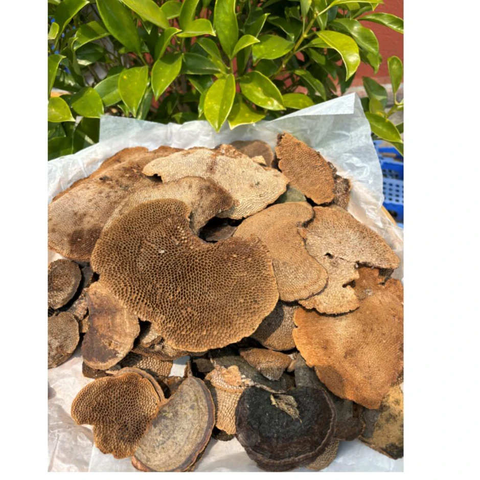 云南下山货 蜂窝灵枝