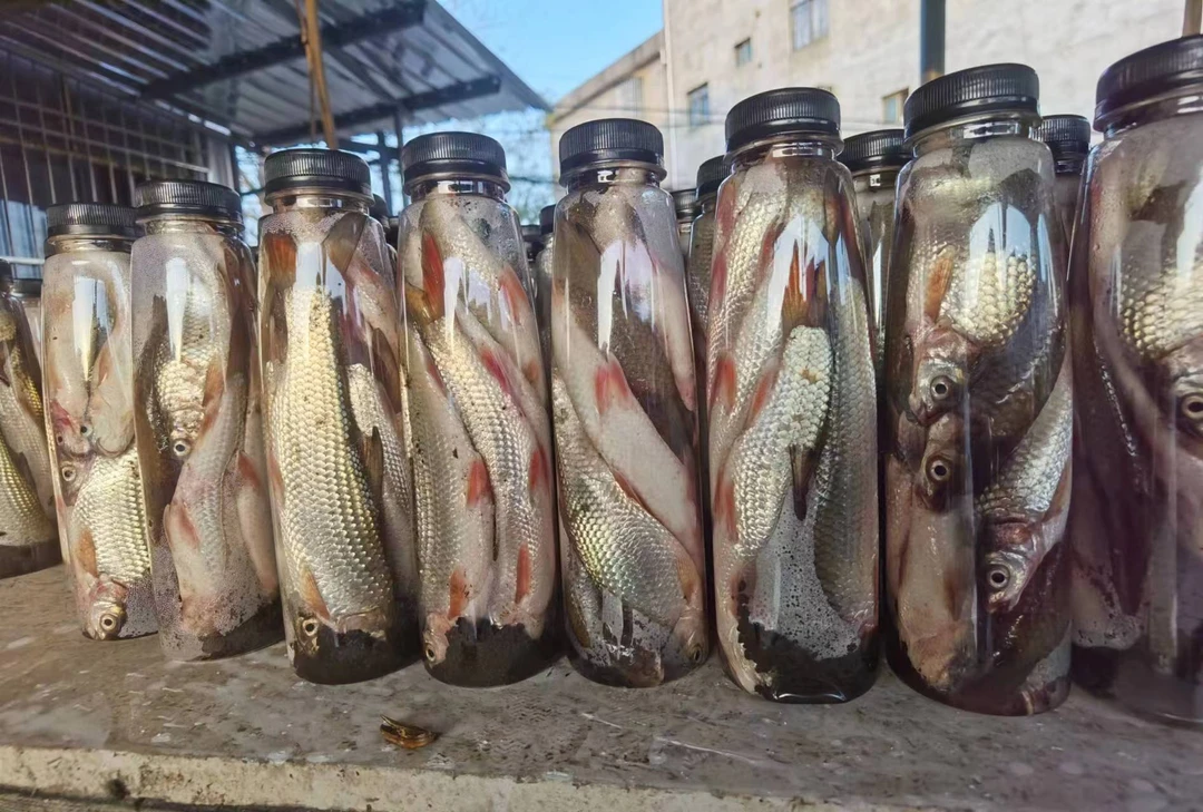 大条臭鱼诱饵大口鲶鱼克星【上午发货】一瓶5到7条