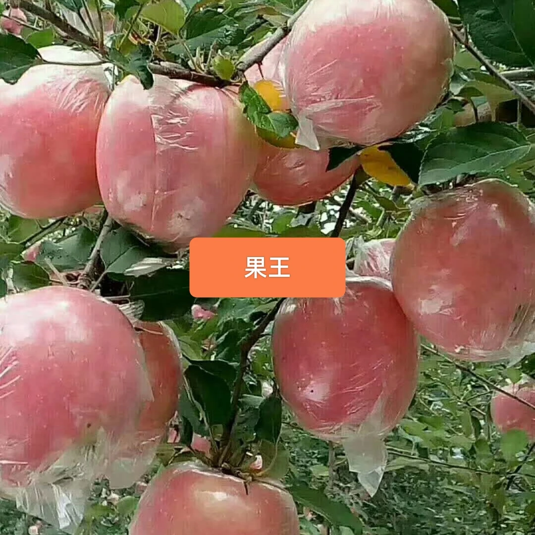 山西临猗纸夹膜红富士苹果脆甜多汁冰糖心当季新鲜水果约净九斤