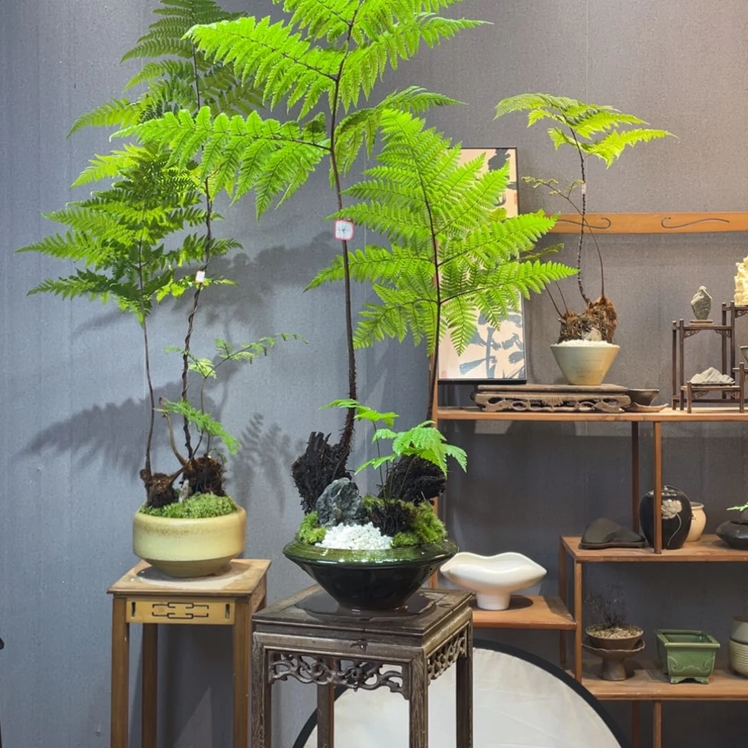 【闪购商品】泉**泉蕨类