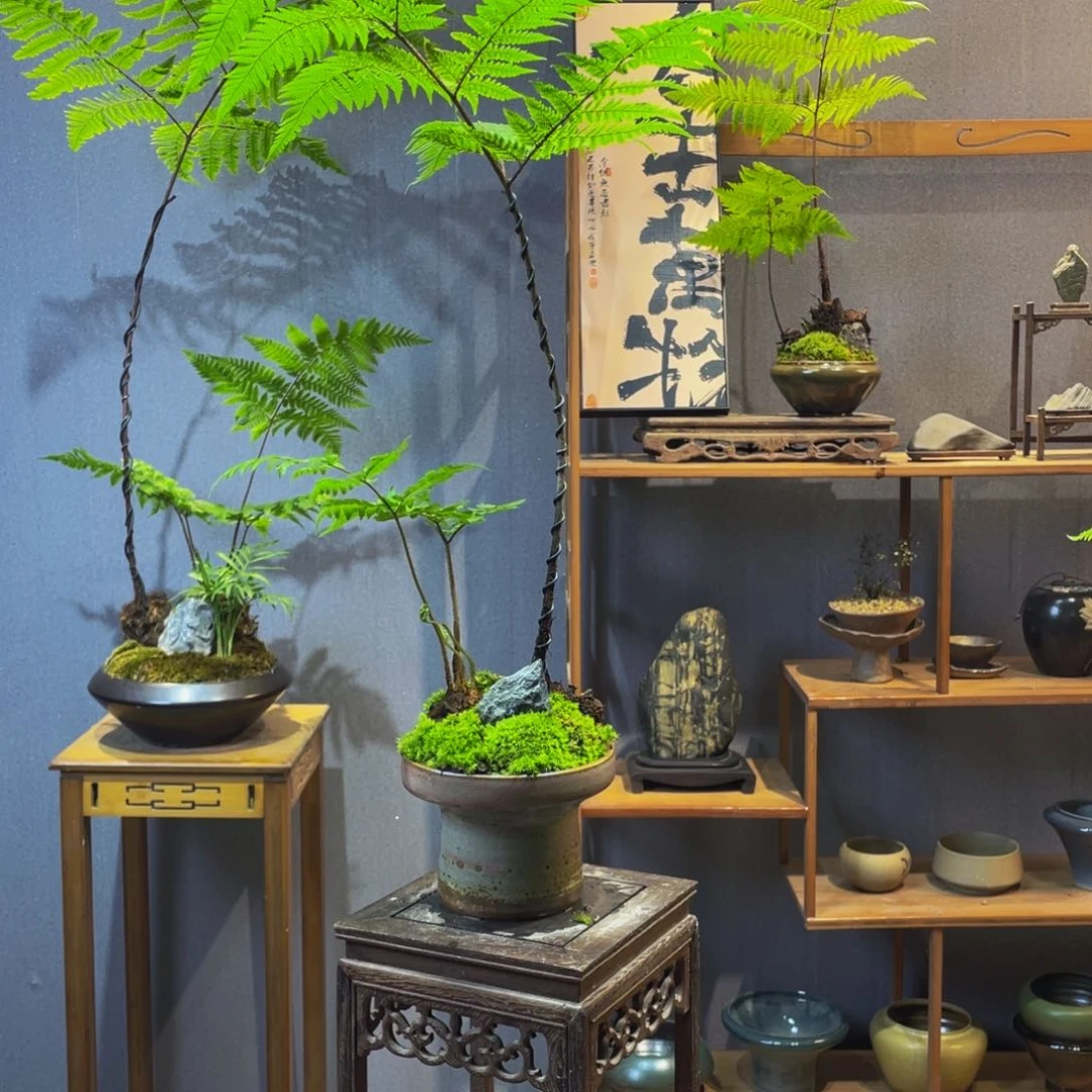 【闪购商品】赵***猫蕨类植物