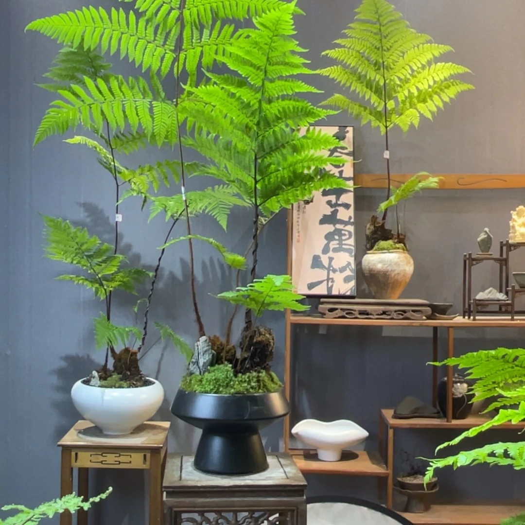 【闪购商品】?***"蕨类