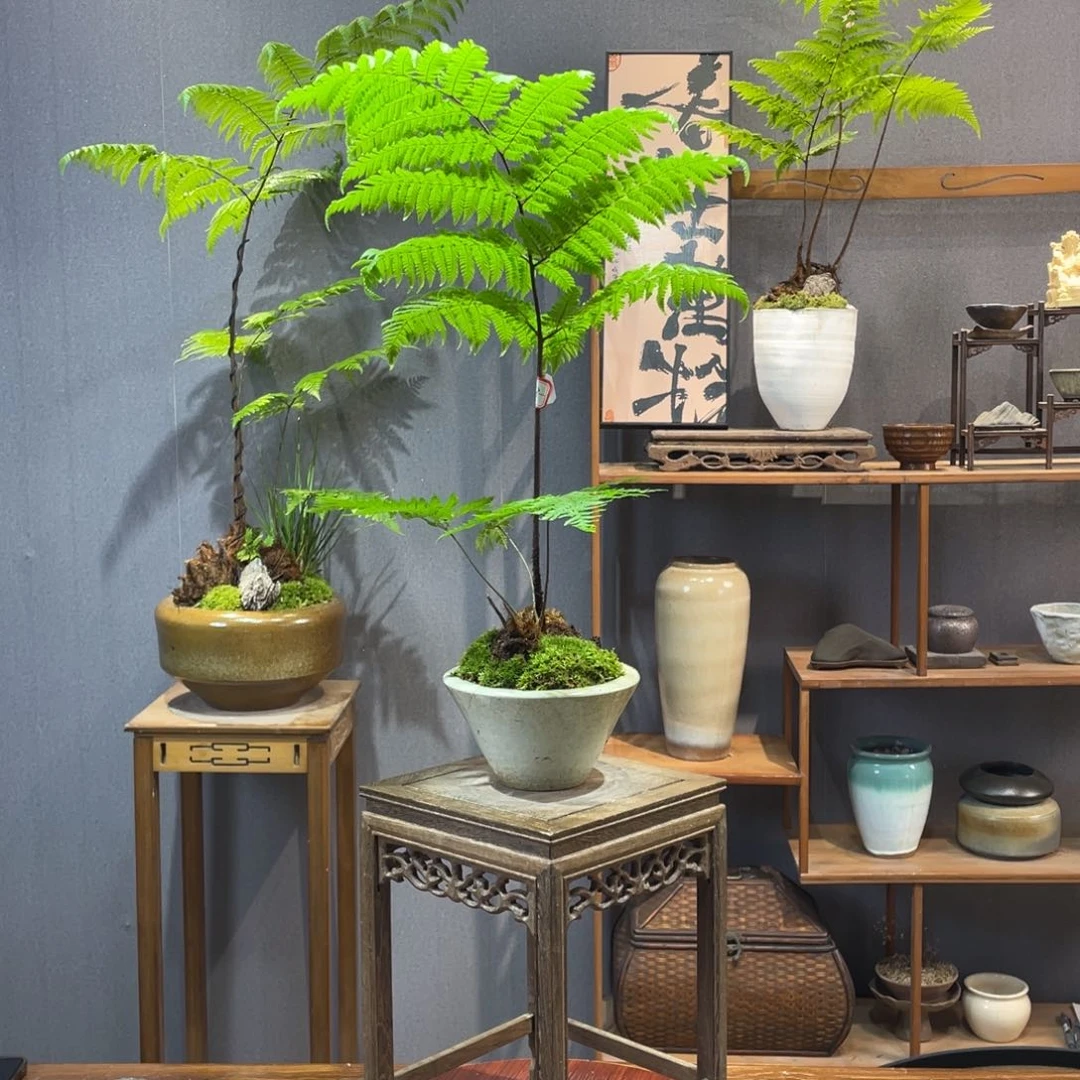 【闪购商品】男**~蕨类
