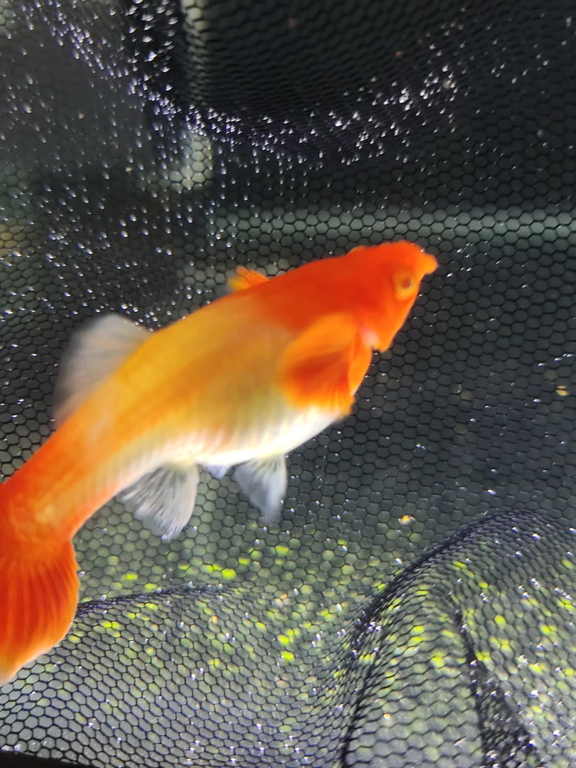 红头双分水缎带普通体孔雀鱼