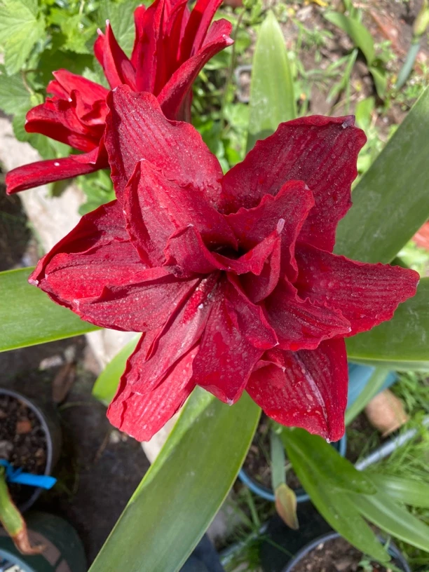 自然球7-8重瓣黑天鹅