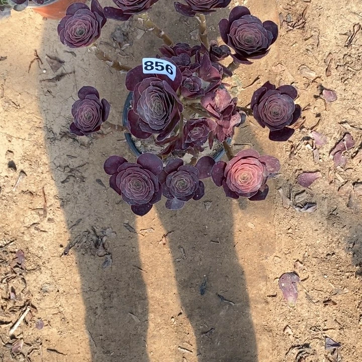 856魅金玫瑰多肉法师