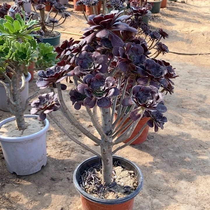 240黑圆叶有修枝多肉法师