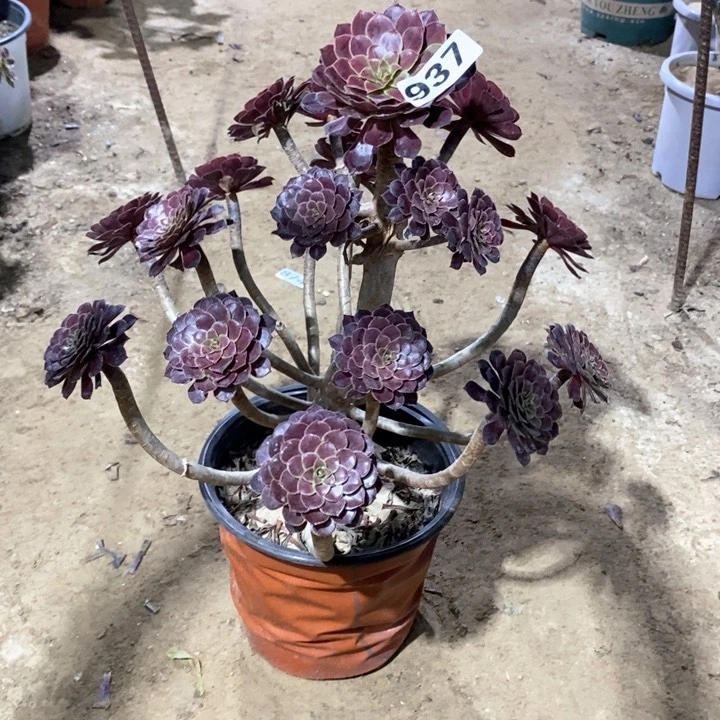 937黑铜壶有断枝145678