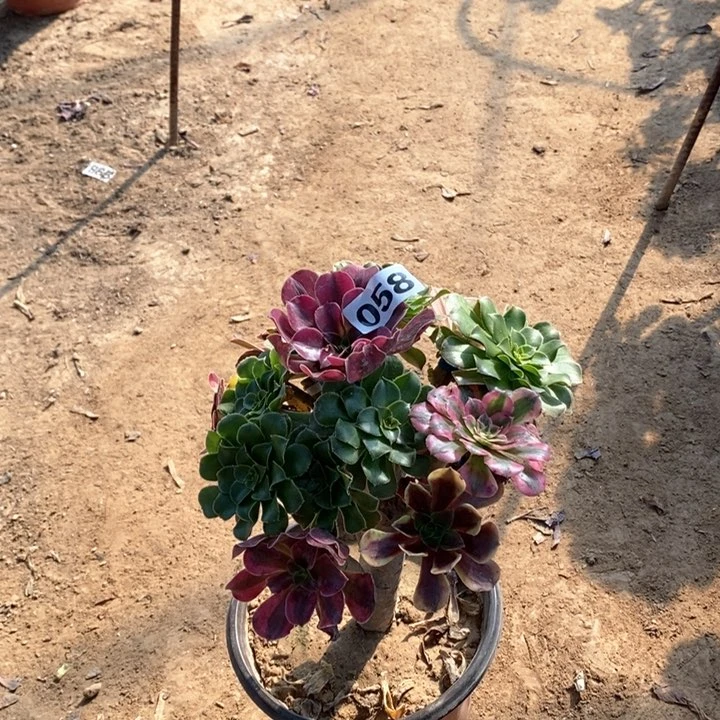 058嫁接多品种多肉法师