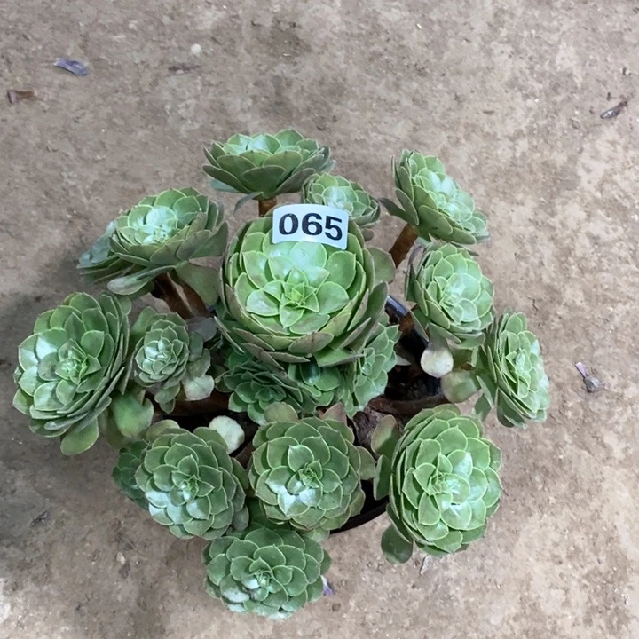 065万圣节135678899