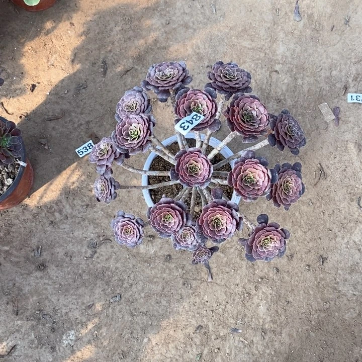 843黑萝莉多肉法师