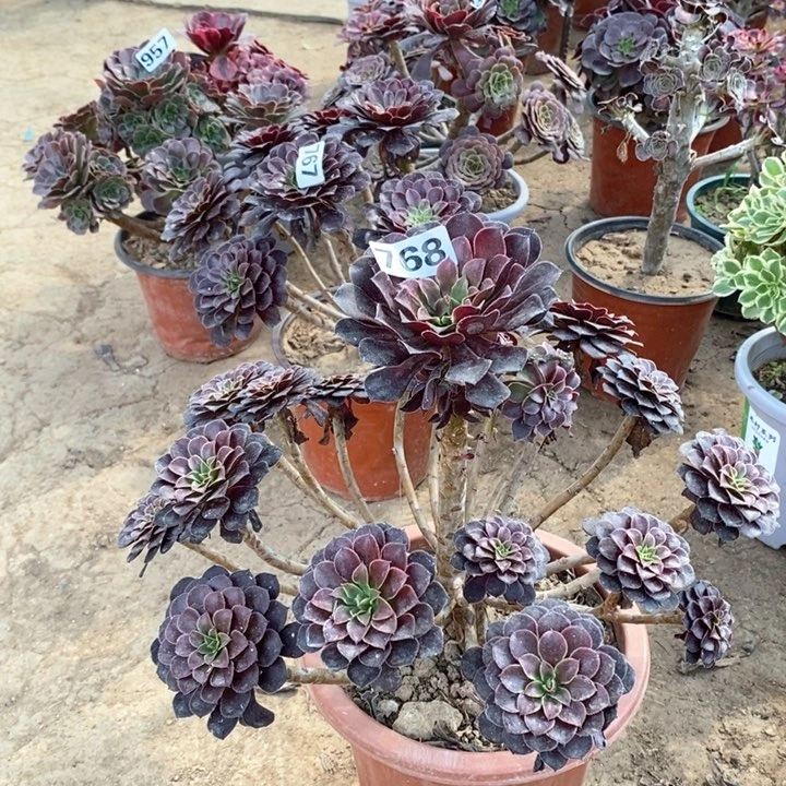 768黑铜壶多肉法师