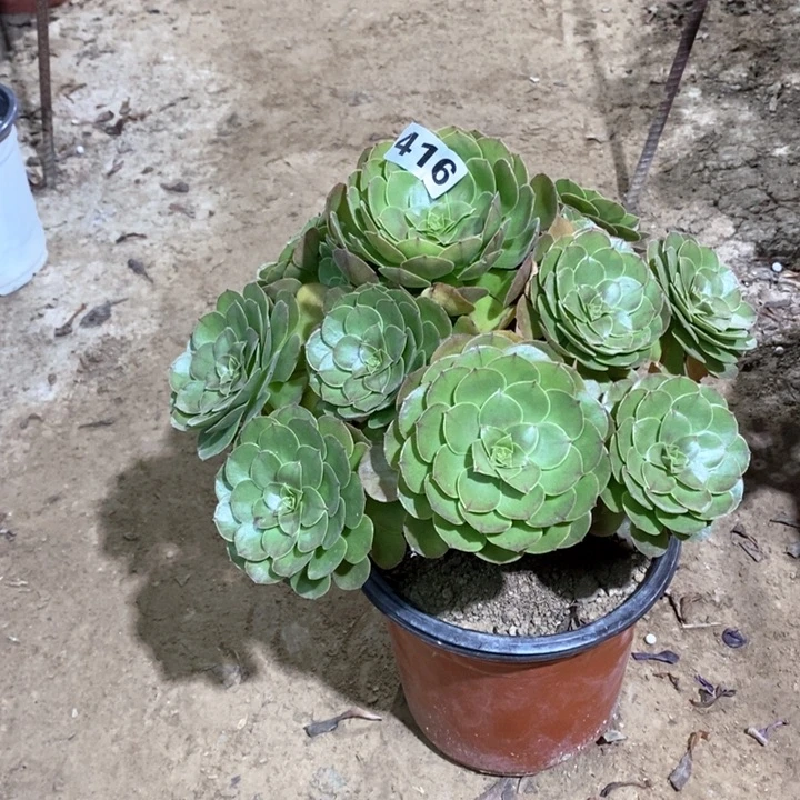 416万圣节13567788