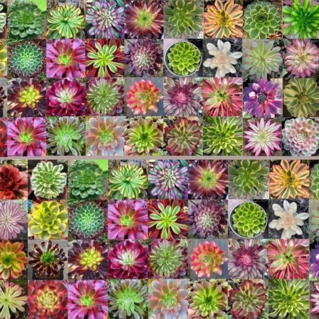 精品法师锦批发带根小苗，可扦插可嫁接苗皮实好养多肉法师随机发