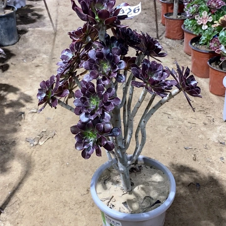 926黑法师124567788888