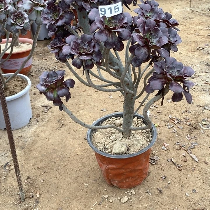 915圆叶红酒杯多肉法师