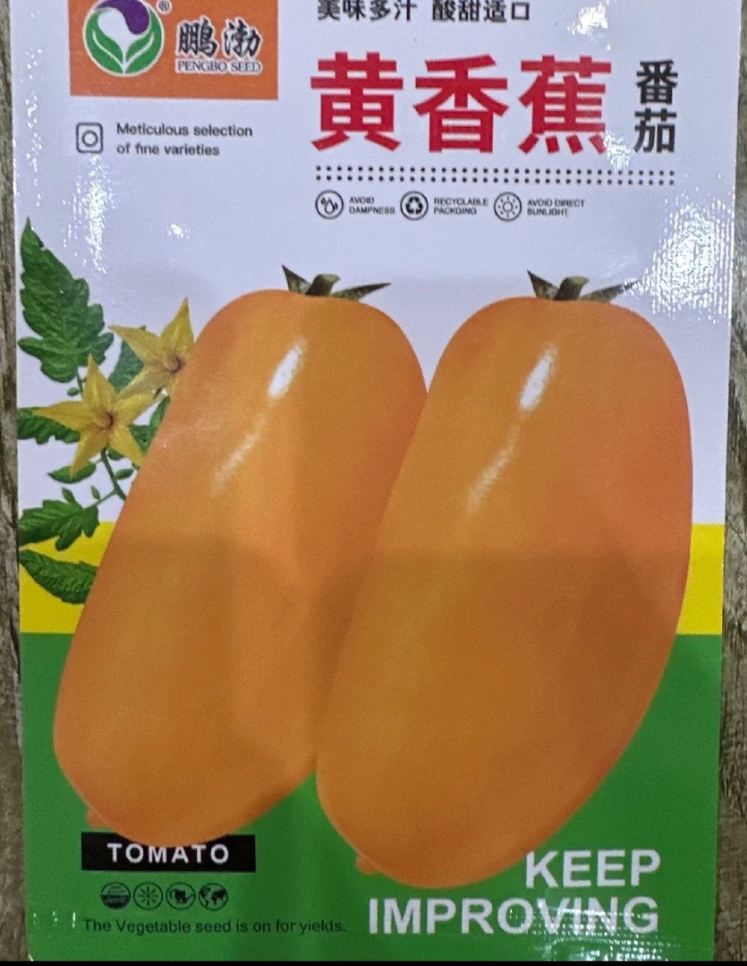 大黄香蕉柿子种子