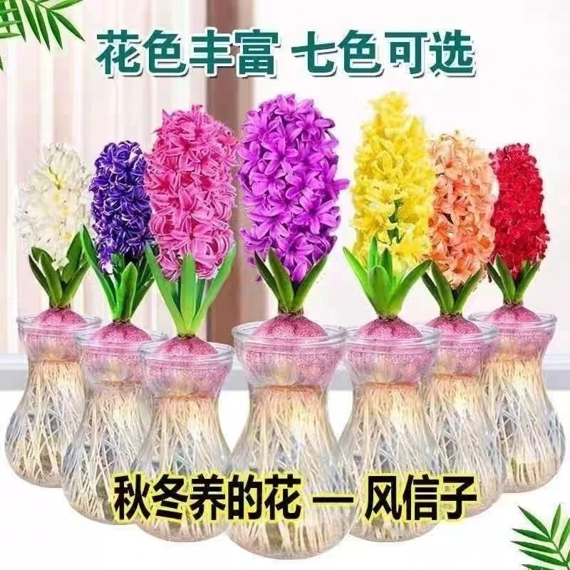 【遇水开花】荷兰进口风信子球水培土培室内外阳台桌面冬天开花