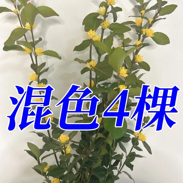 新款年宵花卉盆栽吉祥茉香花耐寒植物带花苞四季好养绿植