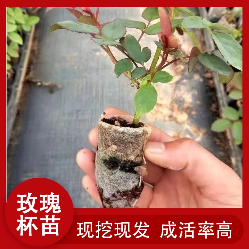 月季杯苗玫瑰小苗带土球货四季开花阳台庭院盆栽地栽四季05