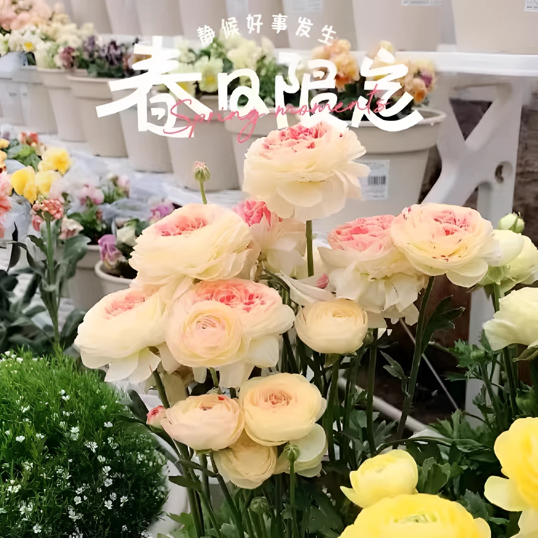 进口花毛茛洋牡丹种子盆栽重瓣大花苗种子室内外四季开花植物花卉