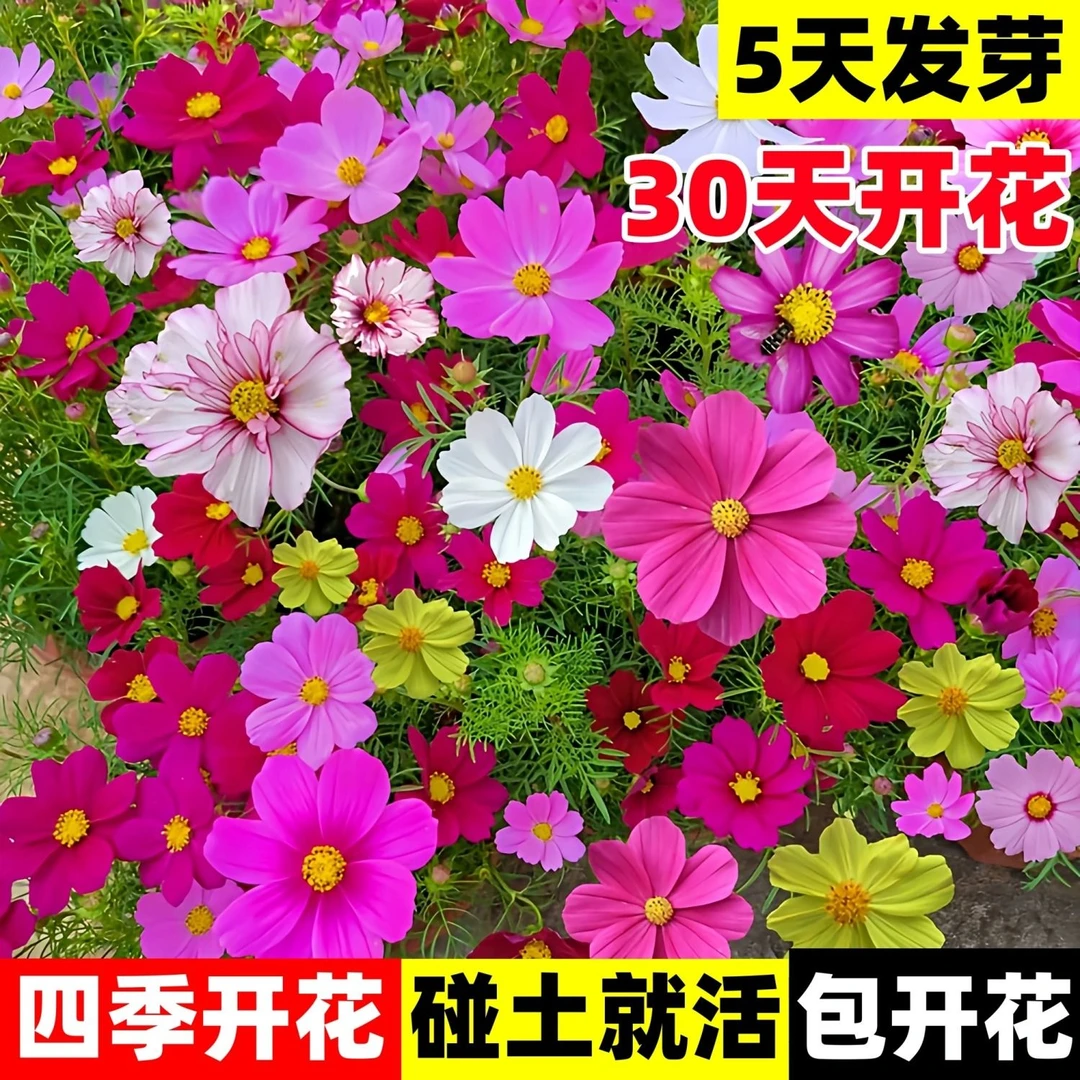 格桑花种籽花卉种子混合波斯菊百日草野花组合开花四季播种种植品