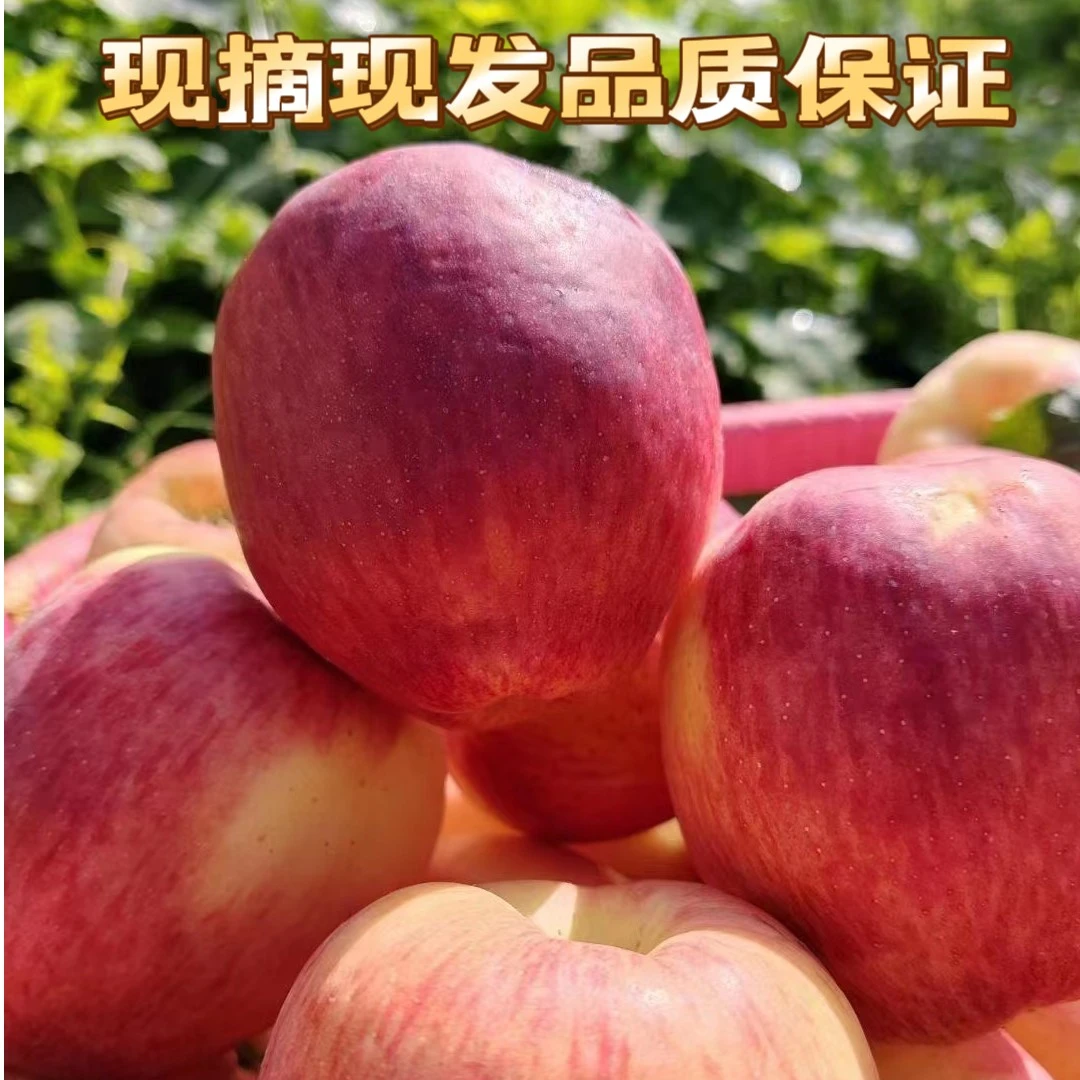 【嘎嘣脆】昭通中熟红露苹果纯甜无酸应季新鲜脆甜营养自然熟5斤