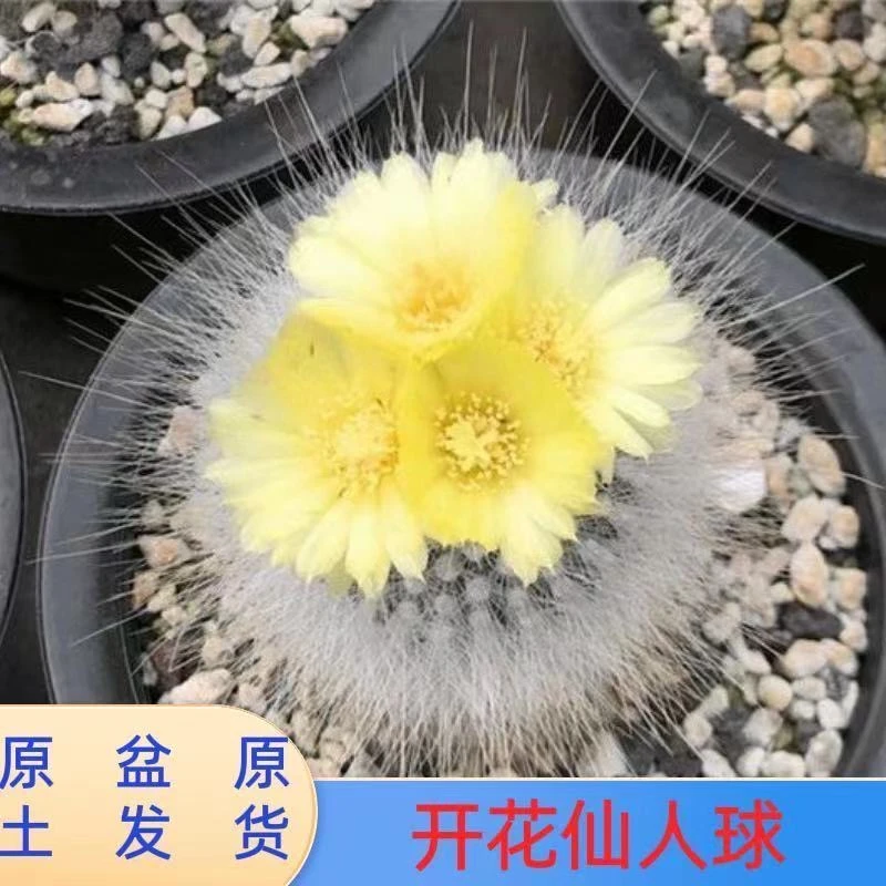 仙人球白刺白小丁软刺