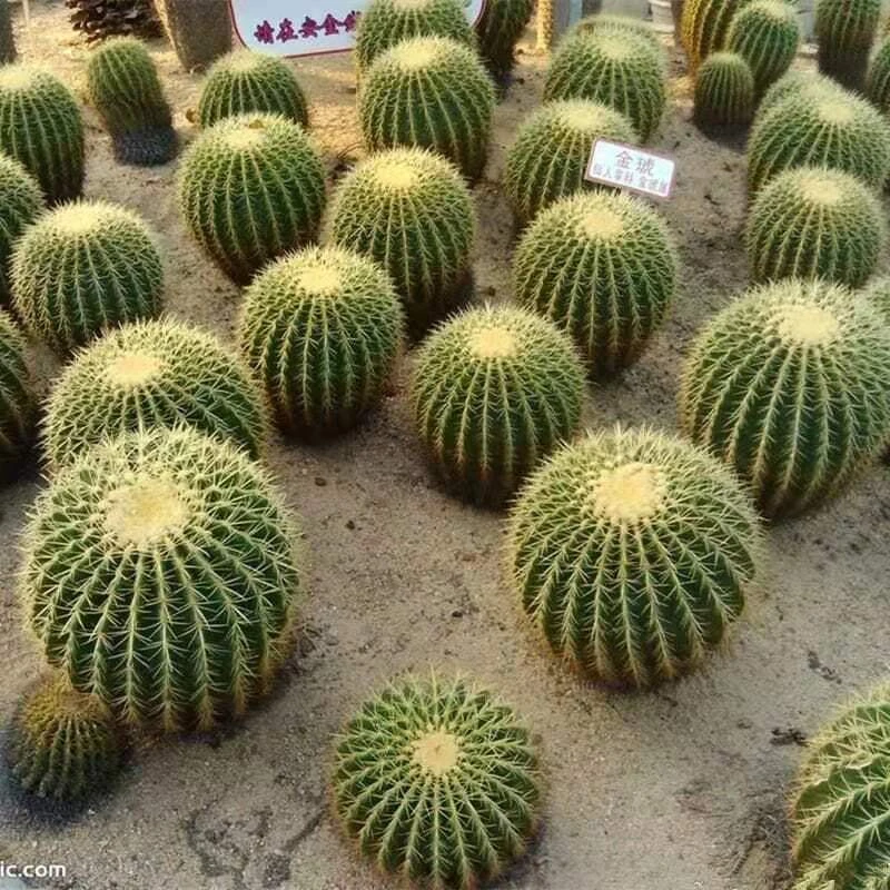 仙人球狂刺大球金虎