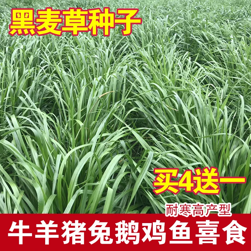 耐寒黑麦草种子四季多年生牧草种子鸡鸭鹅牛羊鱼兔畜牧养殖草种子