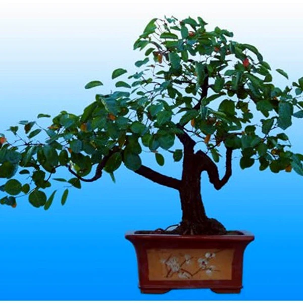 黄栌生桩（红叶黄栌）