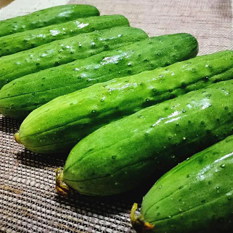新鲜蔬菜黄瓜旱黄瓜小黄瓜生吃黄瓜