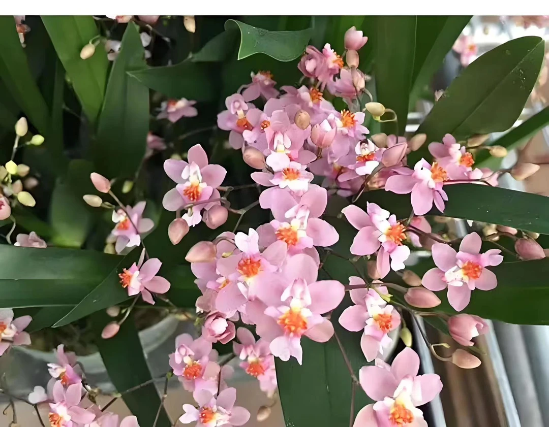 【梦香兰-光宗粉】兰花盆栽开花奶油浓香花期长客厅阳台好养