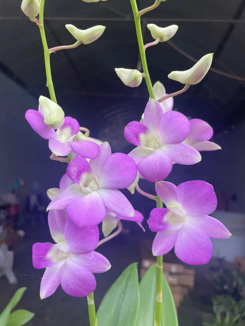 秋石斛【粉蝶】经典渐变粉色花瓣晶莹剔透花期长新手好养护