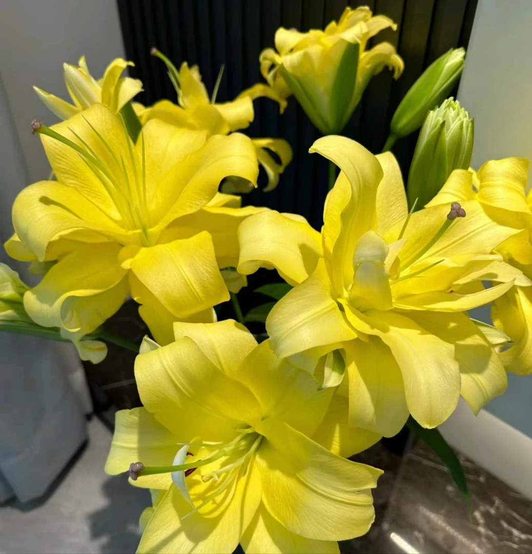 云南鲜花  异国阳光重瓣香水百合（浓香型）