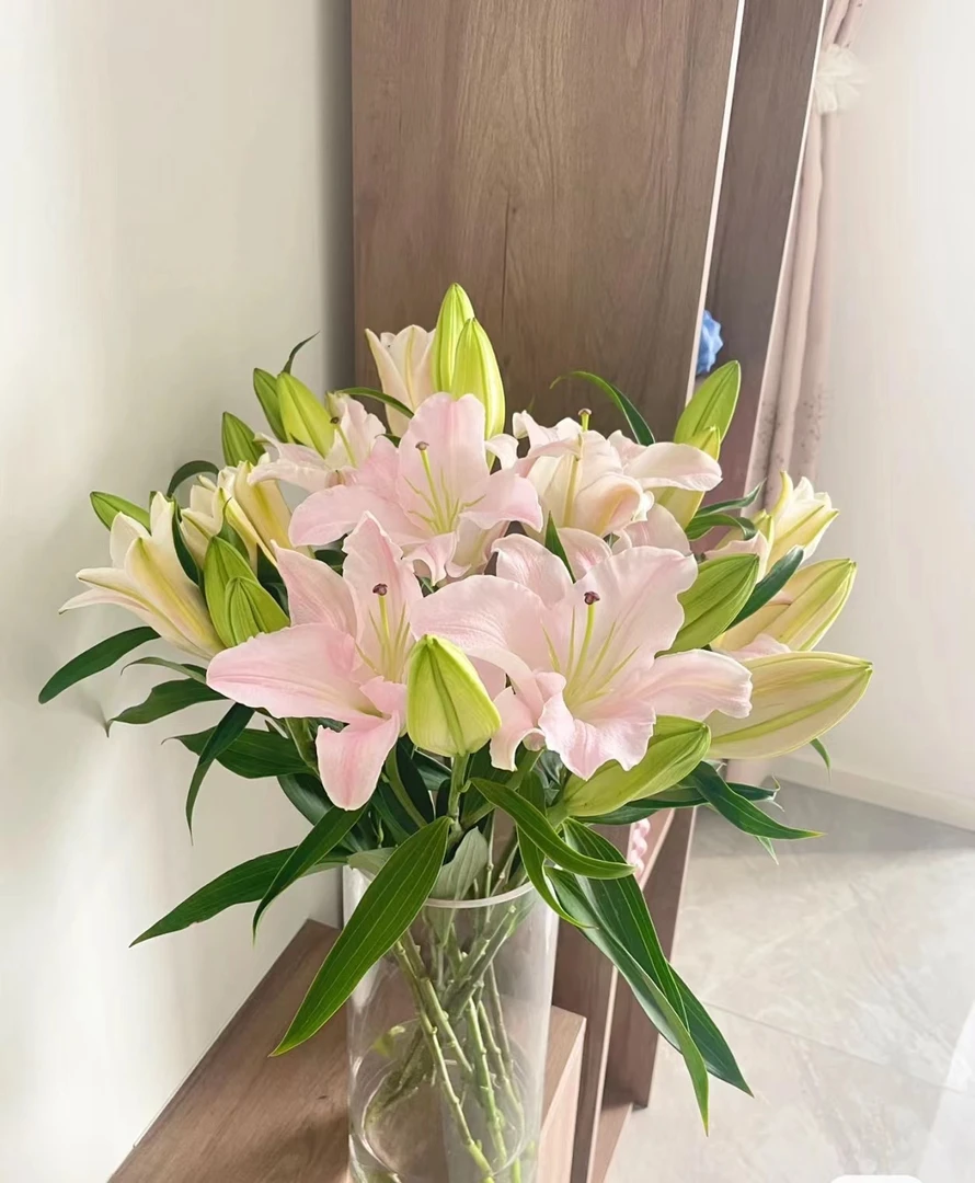 精品粉天使单瓣香水百合叶子养护颜值开花乡镇零下冻坏拒收不售后