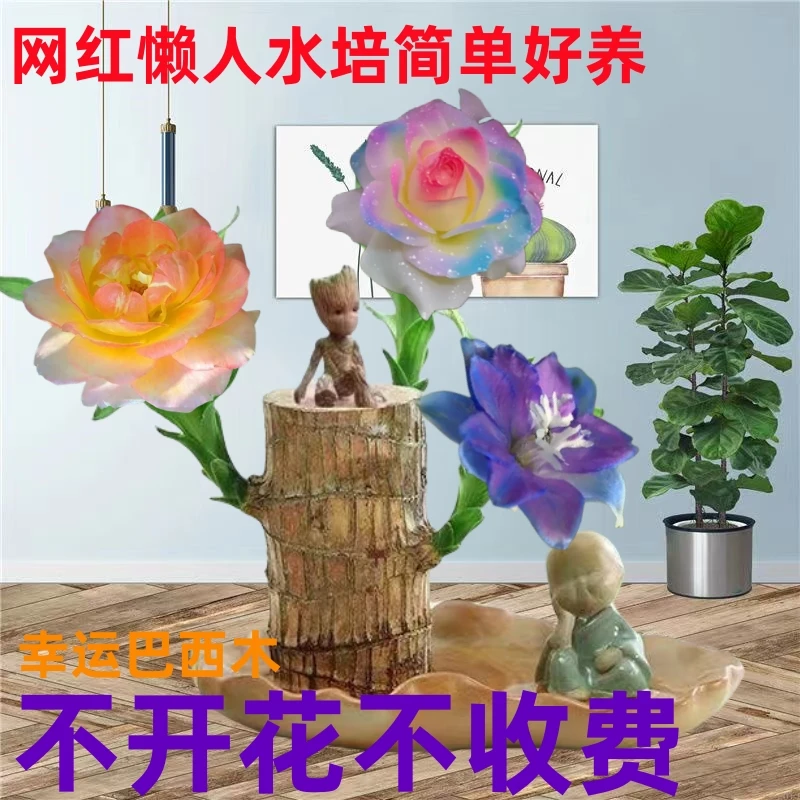 【可以开花】巴西木幸运木开花懒人水培植物室内水养绿植盆栽格鲁特