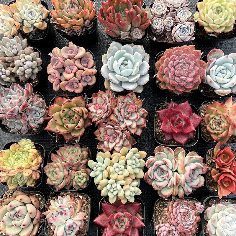 11.29日 随机品种 栽好发货 带盆带土 多肉植物