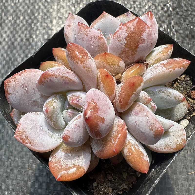红石群生4-6cm 满18包邮 脱土发货 多肉植物023