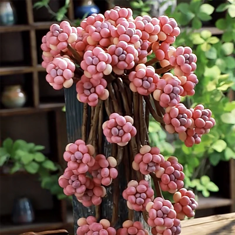 多肉植物 腰子桃蛋双头 满18包邮 默认脱土发货020