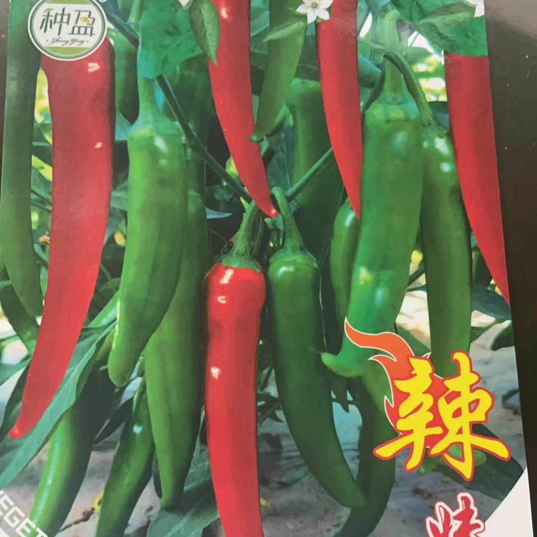 种盈辣妹子辣椒种子