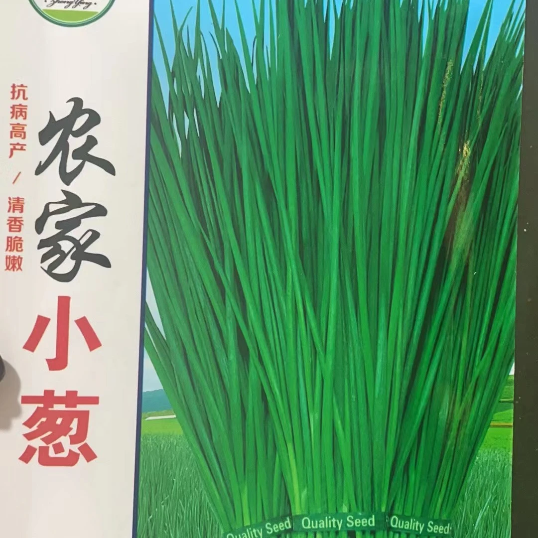 种盈农家小葱种子