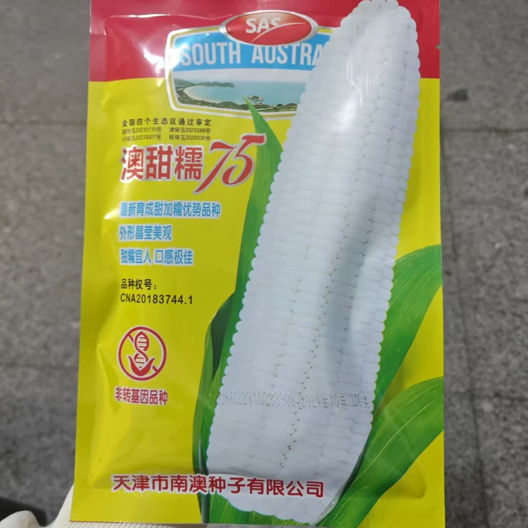 种盈澳甜糯75玉米种子100克庭院，种菜