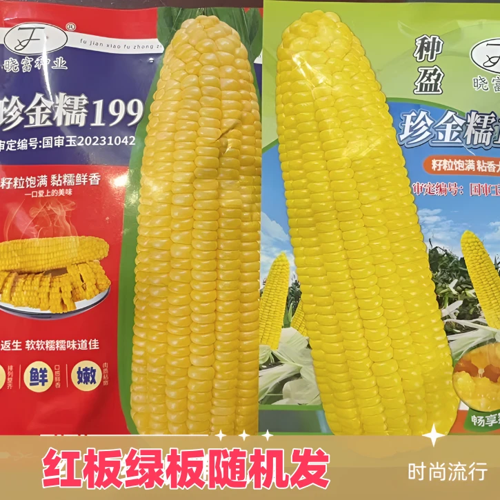 珍金糯199黄玉米50克新老包装随机发