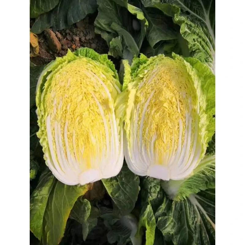 种盈金秋盛黄心菜菜种子