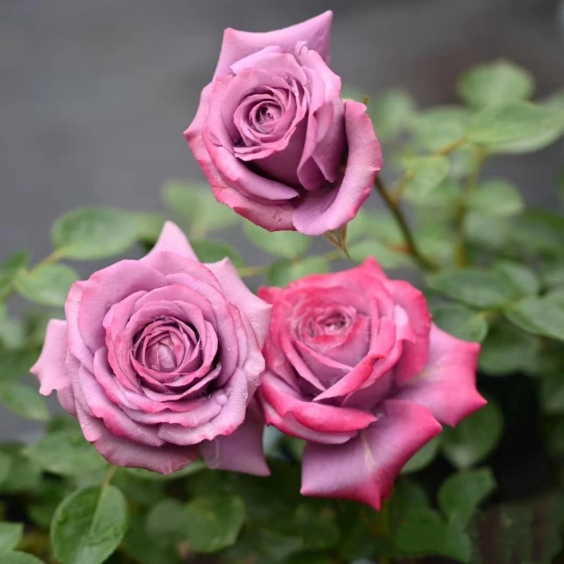 【薰衣草女神】紫精灵月季紫色丰花月季勤花蓝精灵阳台盆栽微月花卉