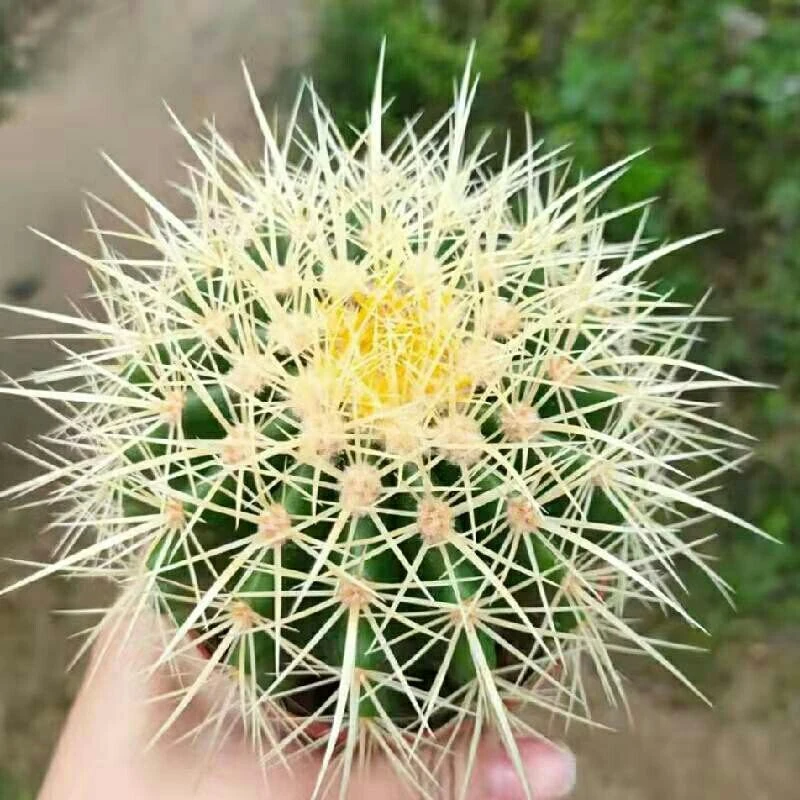 金虎仙人球------------实生金琥仙人掌室内多肉植物花盆栽防辐射