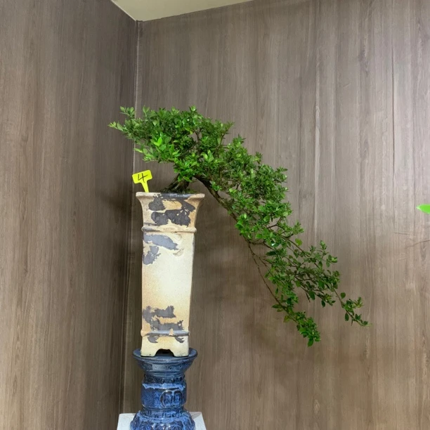 悬崖两面可观揽叶栀子花